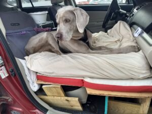 A dog sitting in a car seat.